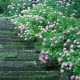 پله ای از گل